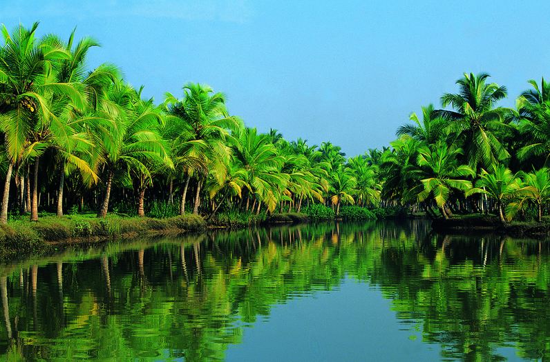 Beautiful view of Coconut Trees in Kerala
