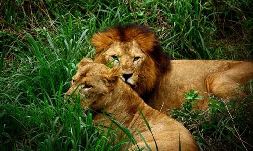 Bannerghatta national park lion